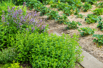 Naklejka premium Kräuterbeet und Erdbeerbeet Garten Schrebergarten Landwirtschaft 