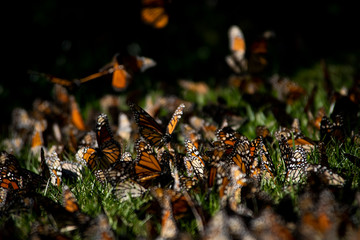 Mariposas monarcas en el suelo