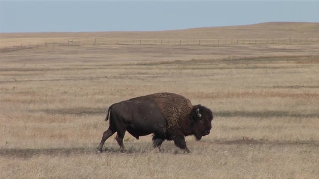 View of a bison in Badlands National Park South Dakota United States