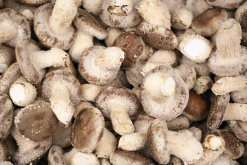 Fototapeta premium Chiba,Japan-February 19, 2019: Harvested Shiitake mushroom