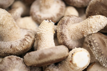 Chiba,Japan-February 19, 2019: Harvested Shiitake mushroom