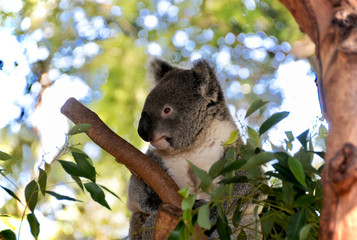 koala eucalyptus Australia