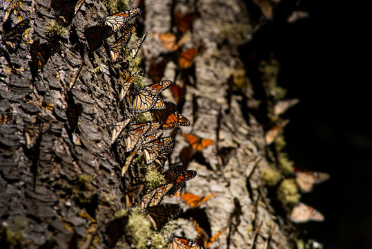 Mariposas monarcas en corteza de &aacute;rbol