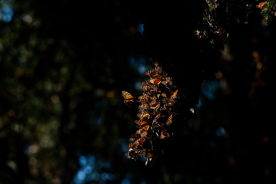 Mariposas monarca despertando