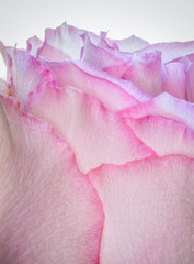 Macro of Pink Rose