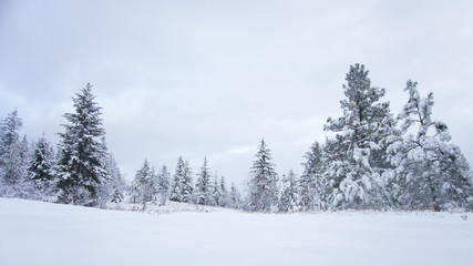 Snow covered evergreen trees at the edge of a forest with overcast sky above