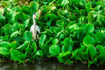 Pantanal