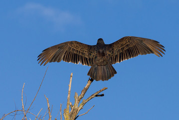 turkey vulture
