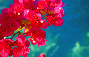 Pink flowers of a tropical Bougainvillea vine over the turquoise blue lagoon in Moorea, French Polynesia