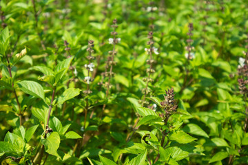 Greenery Basil farm with the flower growing in Asia.