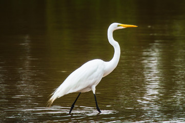 Obraz premium Pantanal
