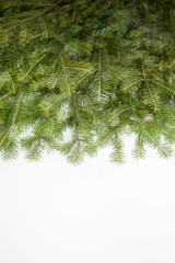 Wide Christmas border arranged with fresh fir branches isolated on white shaped as an arch