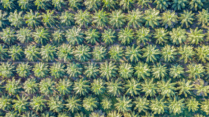 Oil palm plantation