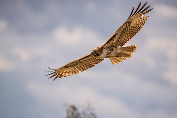 Red-tailed Hawk (Buteo jamaicensis) in flight searching for prey