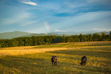 Cows grazing in a field in Tennessee