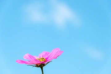 close-up of pink cosmos in full blooming