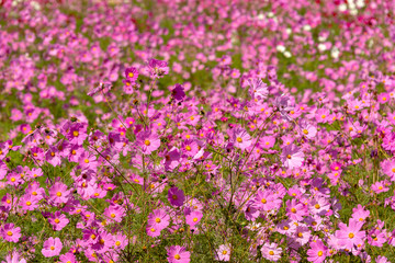 full blooming of cosmos in Japan