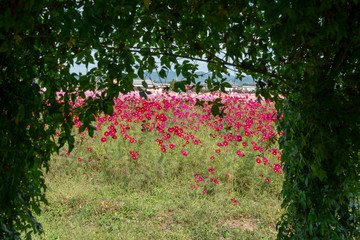 full blooming of cosmos in Japan