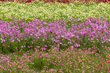 full blooming of cosmos in Japan