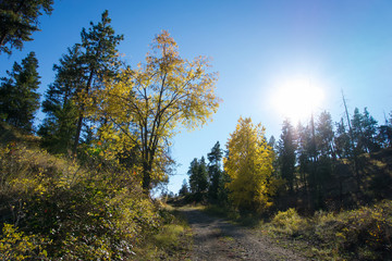 Fototapeta premium Tranquil Autumn landscape of trees along dirt road backlit by the afternoon sun in British Columbia, Canada