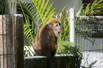 Long Tailed Macaque in Singpore Neighborhood Yard