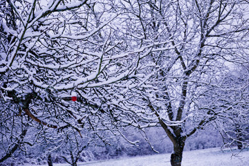 Beschneiter Baum an dem noch ein Apfel hängt 