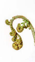 Obraz premium The curly young leaves of ferns. On white background.