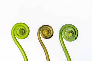 The curly young leaves of ferns. On white background.