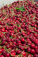 Many red ripe cherries in a bin ready to be packaged for sale