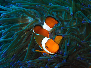 Clownfish or anemonefish are fishes from the subfamily Amphiprioninae in the family Pomacentridae....
