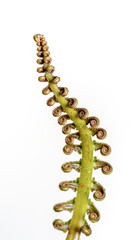 The curly young leaves of ferns. On white background.