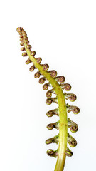 The curly young leaves of ferns. On white background.