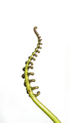 The curly young leaves of ferns. On white background.