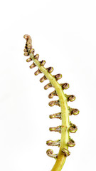 The curly young leaves of ferns. On white background.