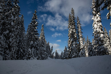 conifer trees in snow
