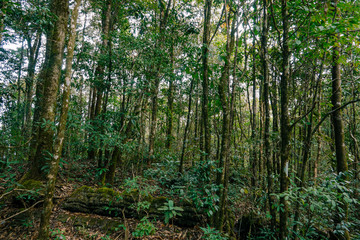 Tropical rainforests in yunnan, China.