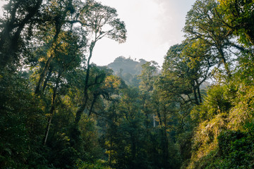 Tropical rainforests in yunnan, China.