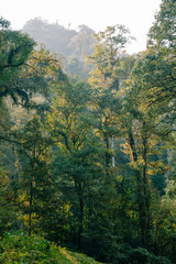 Obraz premium Tropical rainforests in yunnan, China.