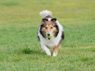 Happy pet dog playing with ball on green grass lawn, playful shetland sheepdog retrieving ball back very happy.
