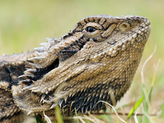 Eastern Bearded Dragon