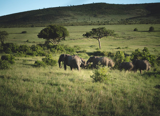 Fototapeta premium the elephant family