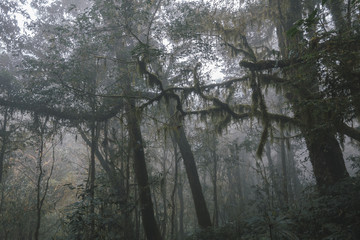 Foggy tropical rainforests, Foggy woods. Nature landscape background.