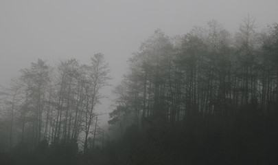 Fototapeta na wymiar Foggy tropical rainforests, Foggy woods. Nature landscape background.