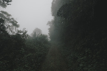 Foggy mountain road