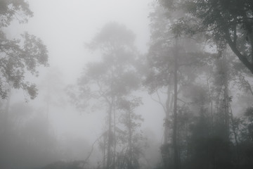 Fototapeta na wymiar Foggy tropical rainforests, Foggy woods. Nature landscape background.