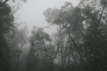 Obraz na płótnie Canvas Foggy tropical rainforests, Foggy woods. Nature landscape background.
