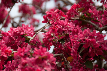 Fototapeta premium Bright red flowers with honey bee collecting pollen