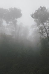 Foggy tropical rainforests, Foggy woods. Nature landscape background.