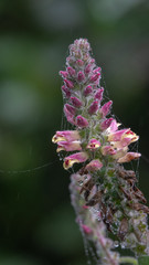 Lindenbergia philippensis plant