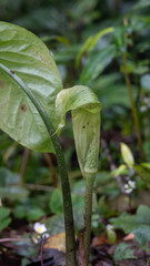 Arisaema omkoiense plant
